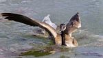 Photo Of A Canada Goose Landing On Icy Water Stock Photo