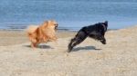 Pomeranian Spitz Is Played With The Miniature Schnauzer Stock Photo