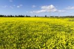 Spring Countryside Landscape Of Yellow Flowers Stock Photo