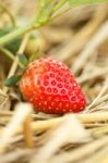 Strawberries Stock Photo