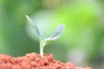 Growing Plants Stock Photo