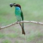 Blue-throated Bee-eater Stock Photo