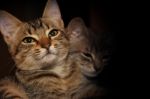 Two Adorable Kittens In The Barn With Black Background Stock Photo