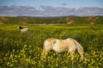 White Horse On A Landscape Field Of Yellow Flowers Stock Photo