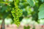 Young Green Grapes Stock Photo