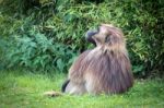 Gelada Baboon (theropithecus Gelada) Stock Photo