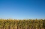 Rice Field In Thailand Stock Photo