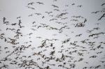 Large Flock Of Seagulls Stock Photo