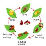  Of Ladybug Life Cycle For Kids Stock Photo