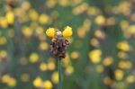 
Xyridaceae Beautiful Field Full Of Yellow Stock Photo