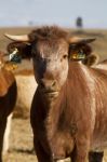 Brown Cows Stock Photo