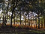 Scenic View Of The Ashdown Forest In Sussex Stock Photo