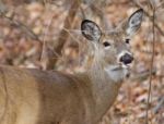 Funny Cute Deer Is Showing Her Tongue Stock Photo