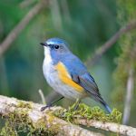 Male Red-flanked Bluetail Stock Photo