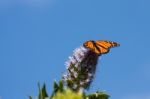 Monarch Butterfly (danaus Plexippus) Stock Photo