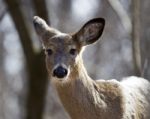 Beautiful Isolated Portrait Of A Wild Deer In The Forest Stock Photo