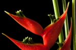 Heliconia Stricta Still Life On Black Background Stock Photo