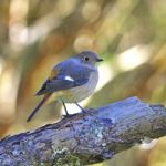 Female Daurian Redstart Stock Photo