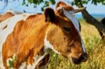 Cow On A Summer Pasture Stock Photo