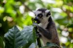 Ring-tailed Lemur (lemur Catta) At The Bioparc In Fuengirola Stock Photo