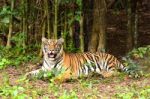 Bengal Tiger Stock Photo