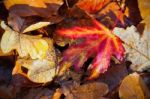 Autumn Leaves Stock Photo