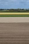 Dutch Flowerbed After Harvest In Lisse Stock Photo