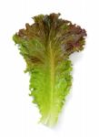 Lettuce Leaf Isolated On The White Background Stock Photo