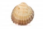 Half Scallop Shell Stock Photo