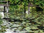 Water Lilies At Hever Castle Stock Photo