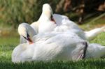 Elegant Swans At Rest Stock Photo