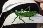 Grasshopper Stock Photo