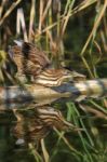 Little Bittern Stock Photo