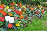 Begonia Flower Garden Stock Photo