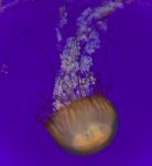 Photo Of A Beautiful Deadly Jellyfish Swimming Stock Photo