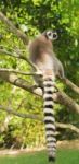 Lemur By Itself In A Tree During The Day Stock Photo