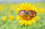 Sunflower Wearing Sunglasses Stock Photo