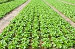 Fresh Chinese Cabbage Stock Photo