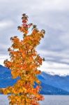 Autumn Scenery Of Colorful Trees With Alps Mountains Stock Photo