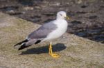 Larus Gull In A Summer Day Stock Photo