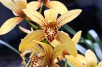 Cymbidium Orchid Flowers Stock Photo