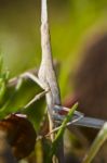 Weird Grasshoppper Stock Photo