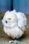 Snowy Owl (bubo Scandiacus) Stock Photo