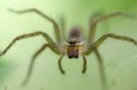 
Ambush Prey On Spider Webs Trap Nests Stock Photo