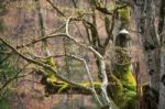 Spring Trees In The Park. April Fresh Leaf Stock Photo