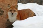 Red Fox Stock Photo