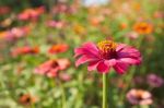 Colorful Zinnia Flower Stock Photo