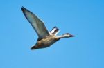 Duck In Flight Stock Photo