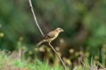 Female Baya Weaver Stock Photo