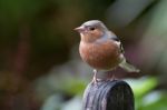 Common Chaffinch Close-up Stock Photo